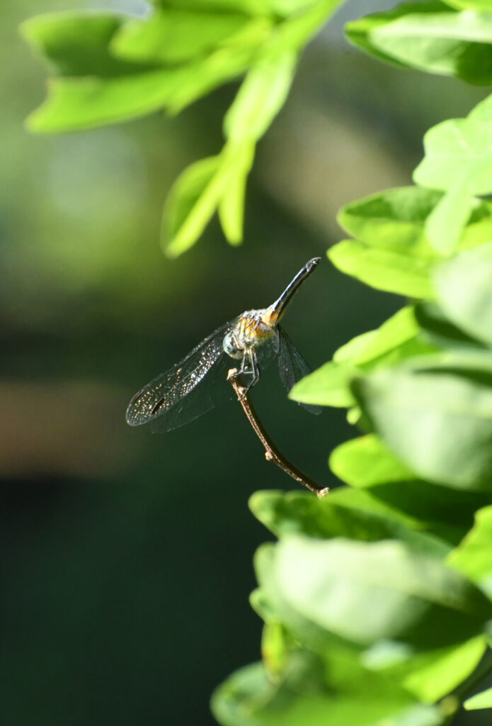 Blue dasher, Prospect Park