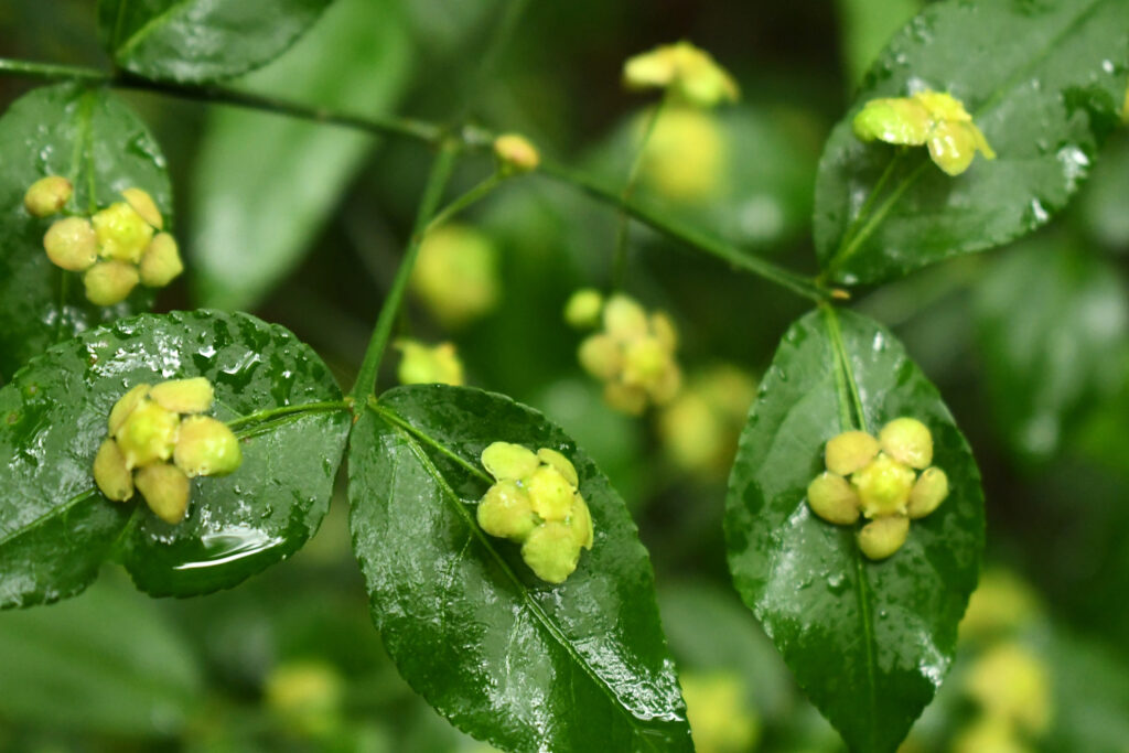 Bursting heart, or strawberry bush, Prospect Park