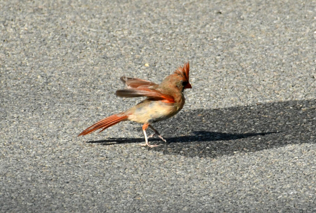 Cardinal, Prospect Park