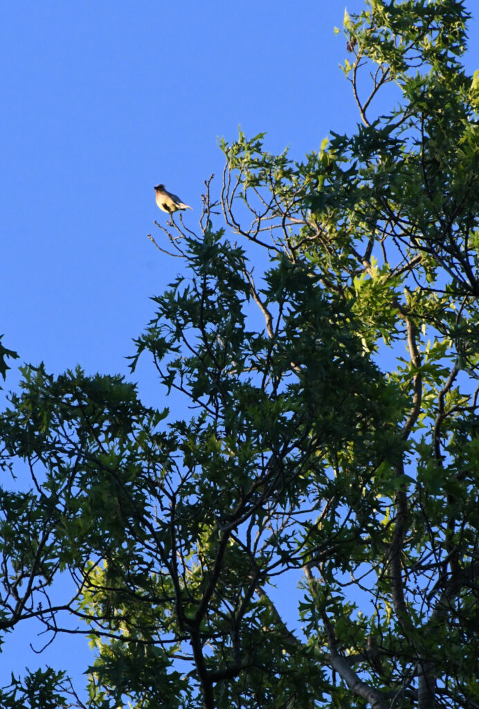 Cedar waxwing, Prospect Park