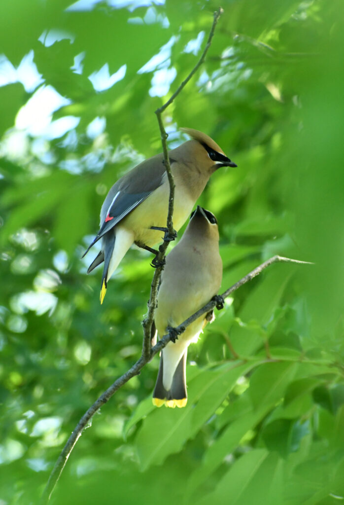 Cedar waxwings, Prospect Park