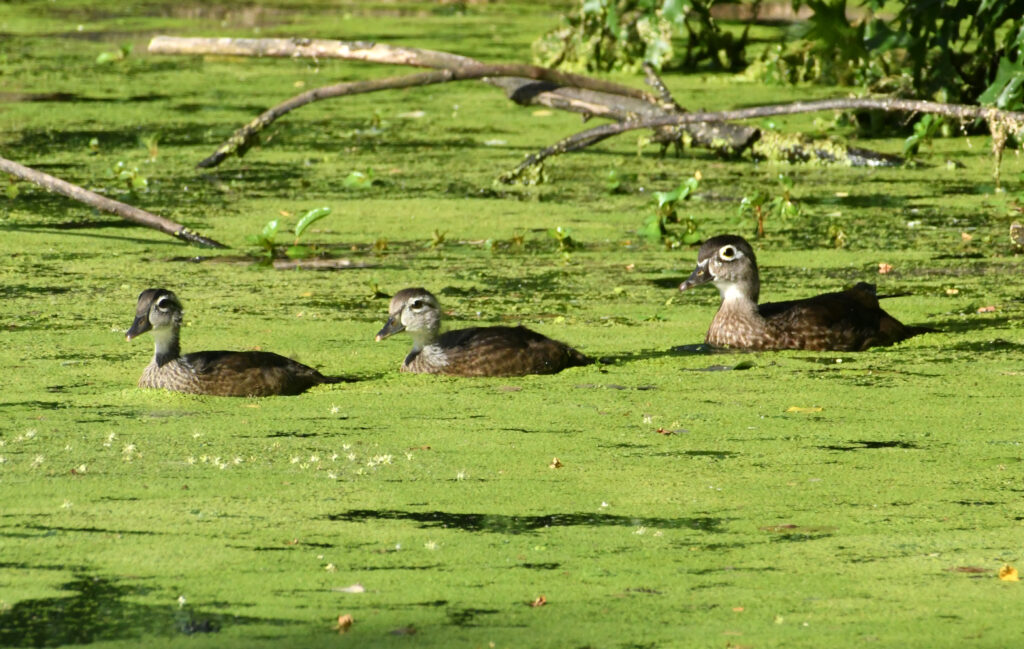 Wood ducks, Prospect Park