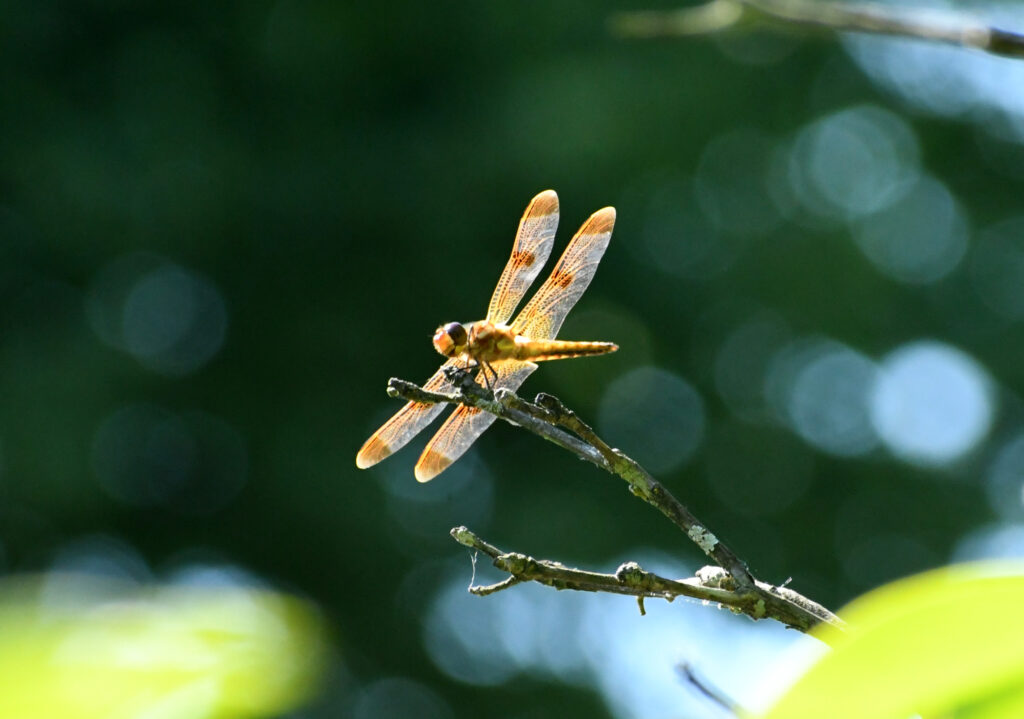 Painted skimmer, Green-wood cemetery