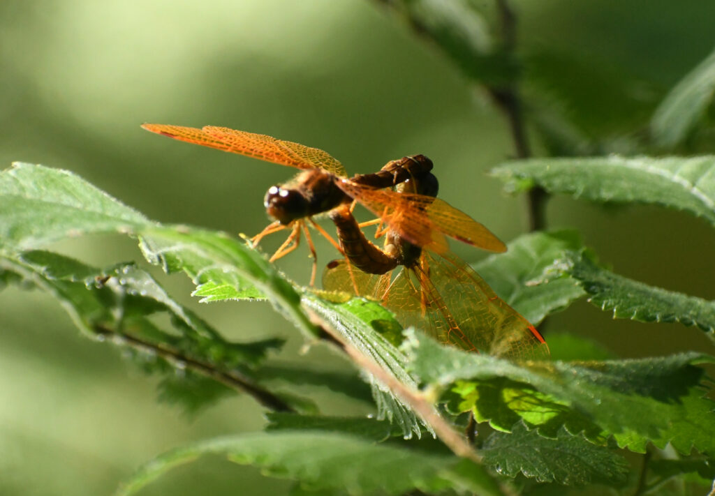 Eastern amberwings, mating, Prospect Park