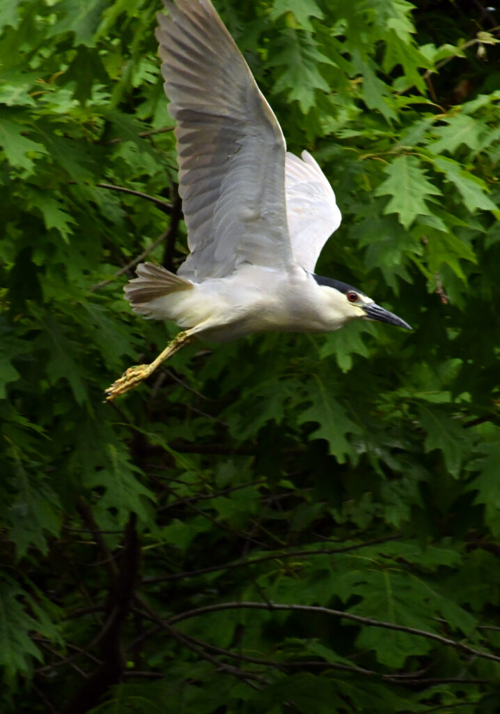 Black-crowned night heron, Prospect Park