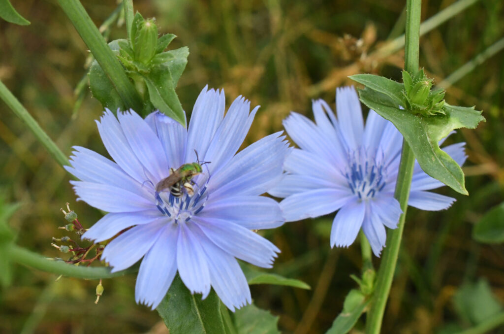 Green metallic bee in chickory, Prospect Park