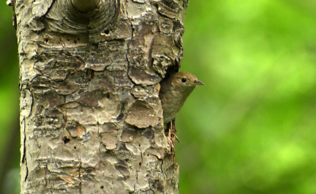 House wren, Prospect Park