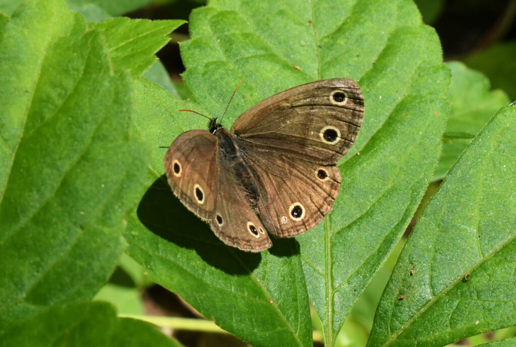 Little wood satyr, Rockefeller State Park Preserve