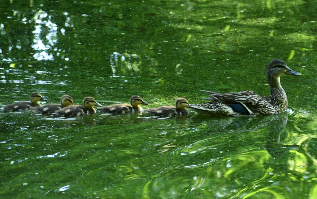 Mallards, Prospect Park