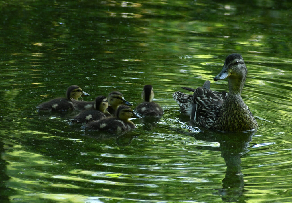 Mallards, Prospect Park