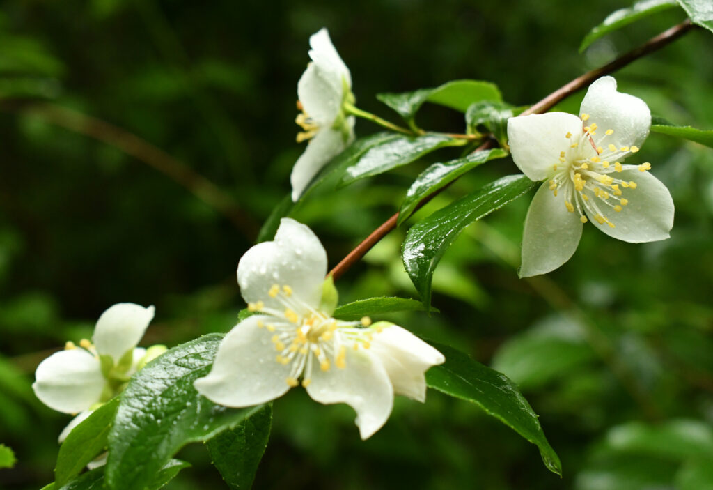 Mock orange, Prospect Park