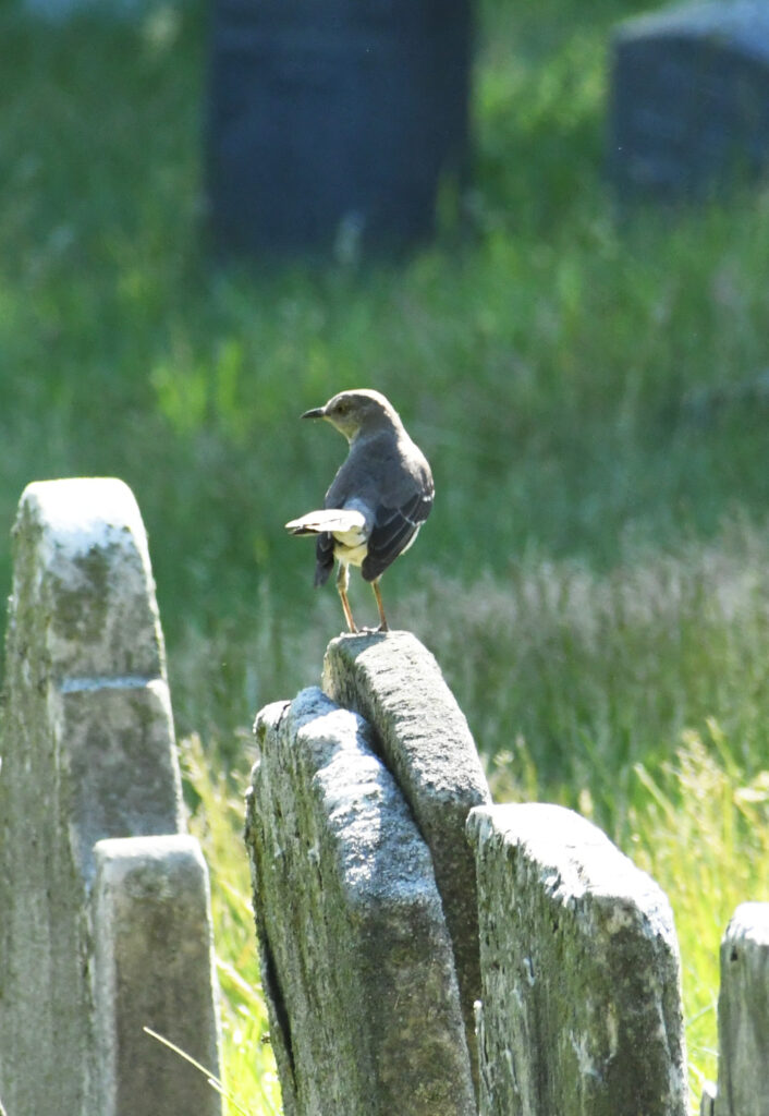 Northern mockingbird, Prospect Park
