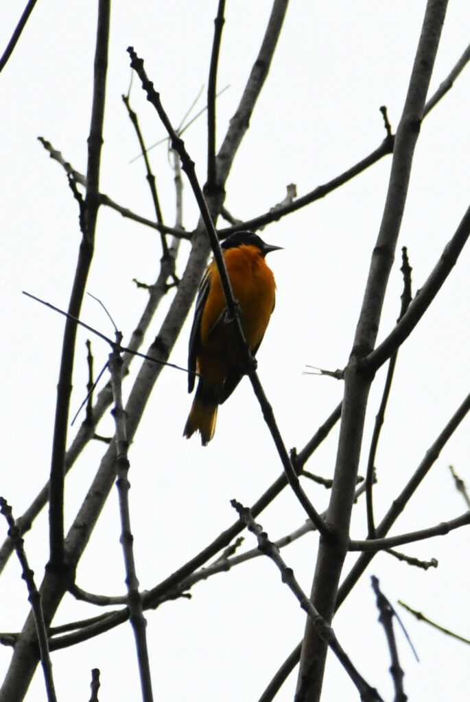 Baltimore oriole, Prospect Park