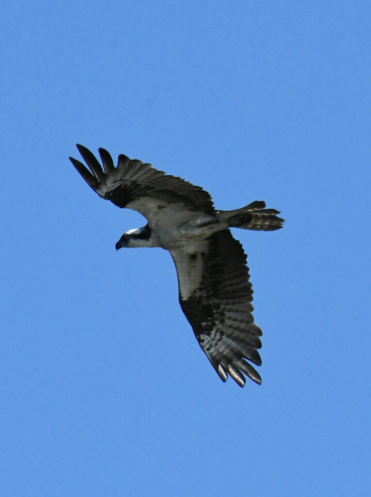 Osprey, Prospect Park
