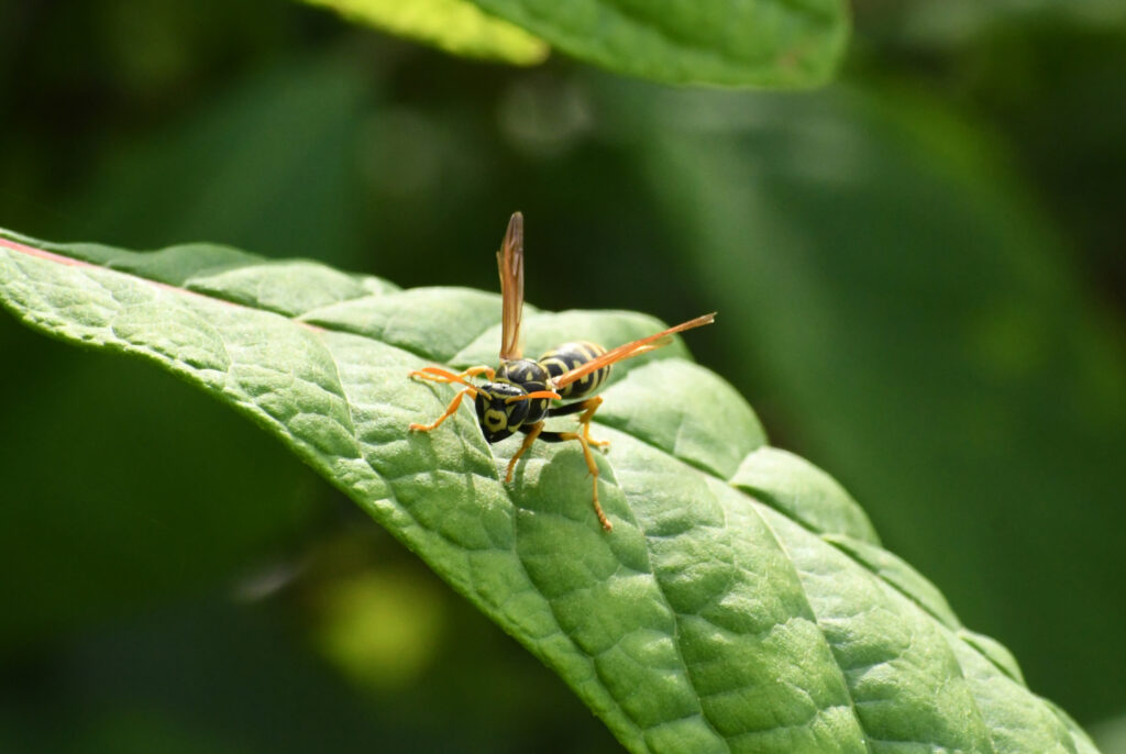 Paper wasp, Prospect Park
