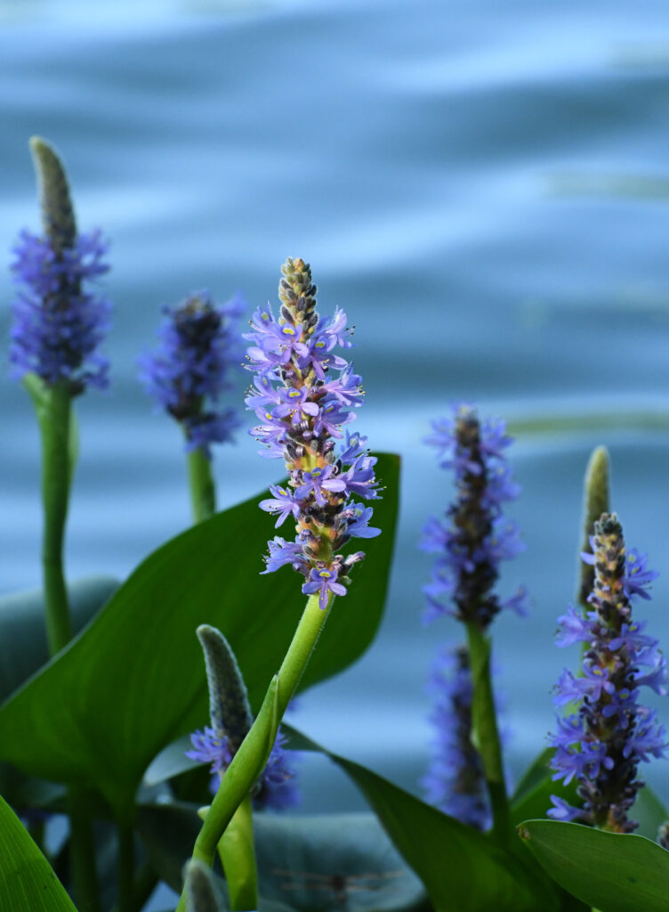 Pickerelweed, Prospect Park