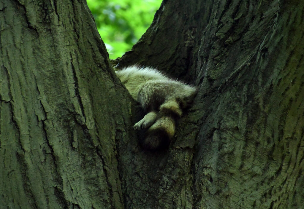 Raccoon tail and foot, Prospect Park