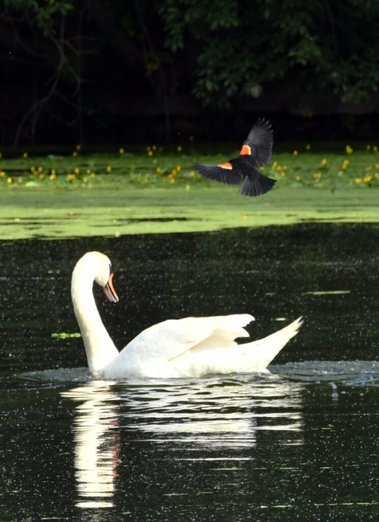 Red-winged blackbird, dive-bombing a swan, Prospect Park
