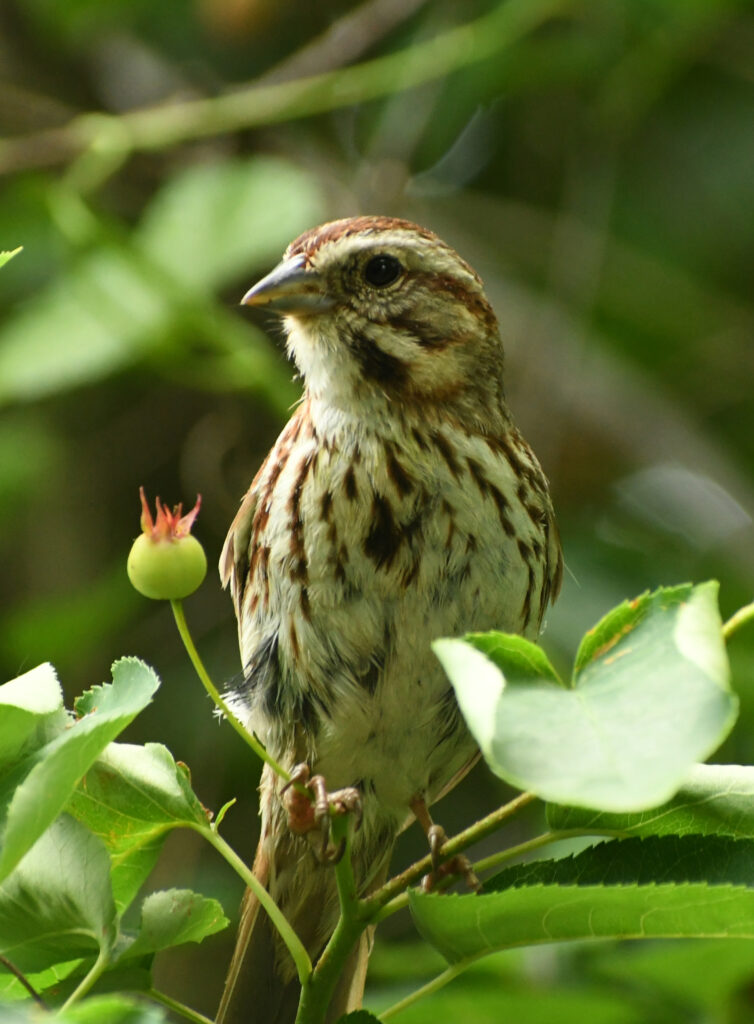 Song sparrow, Prospect Park