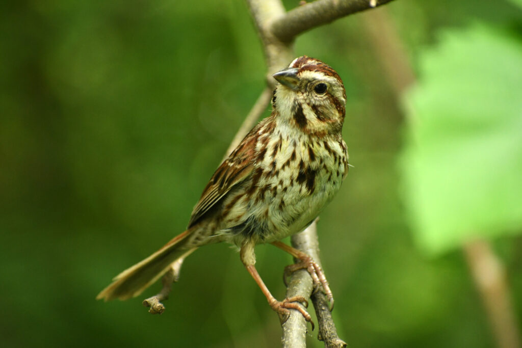 Song sparrow, Prospect Park