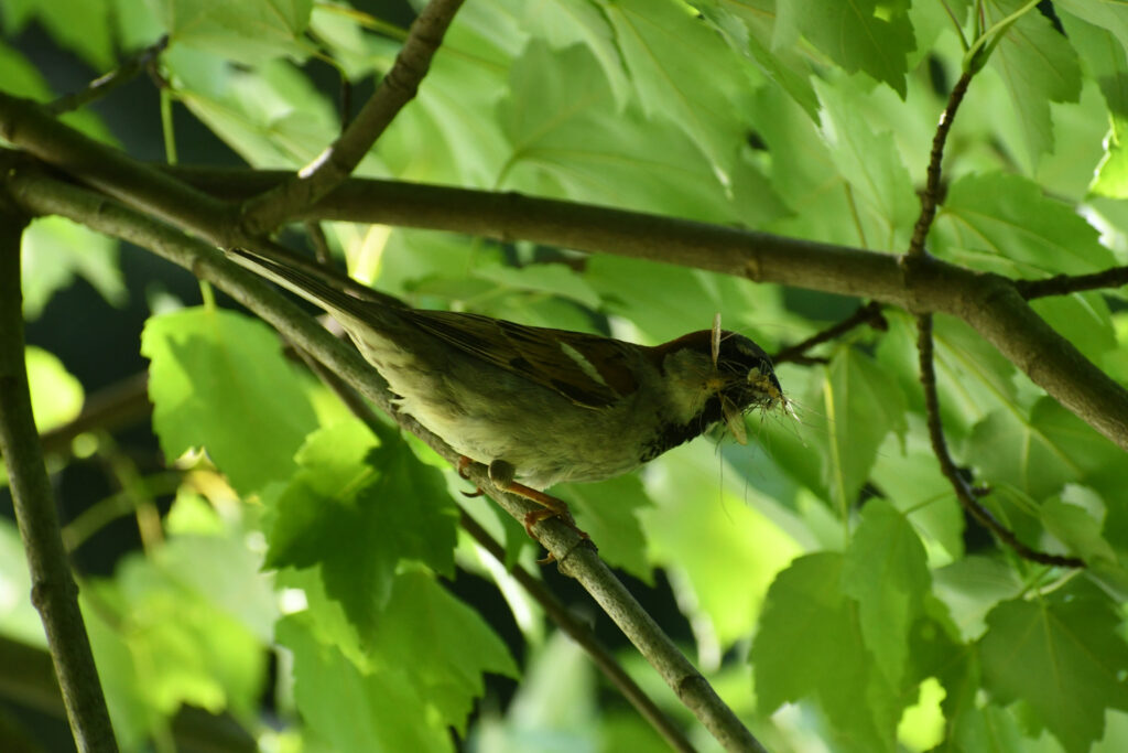 House sparrow, Prospect Park