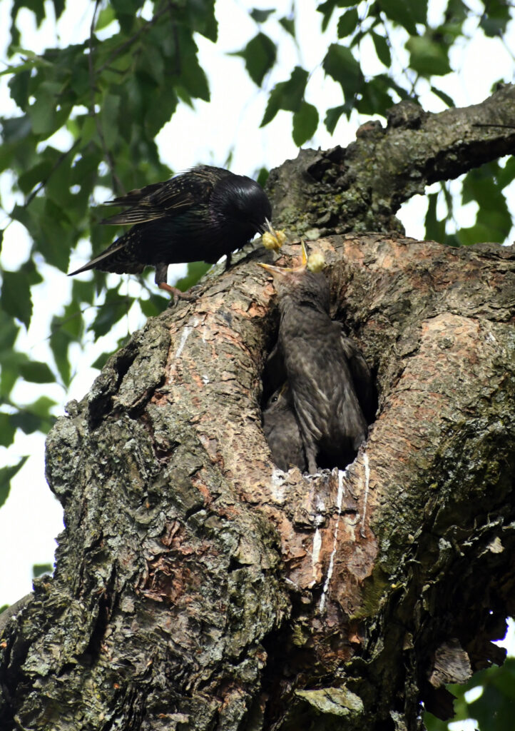 Starling, feeding a white mulberry to fledglings, Prospect Park