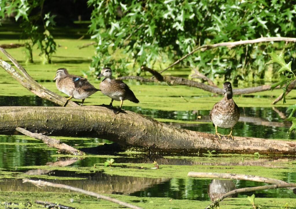 Wood ducks, Prospect Park