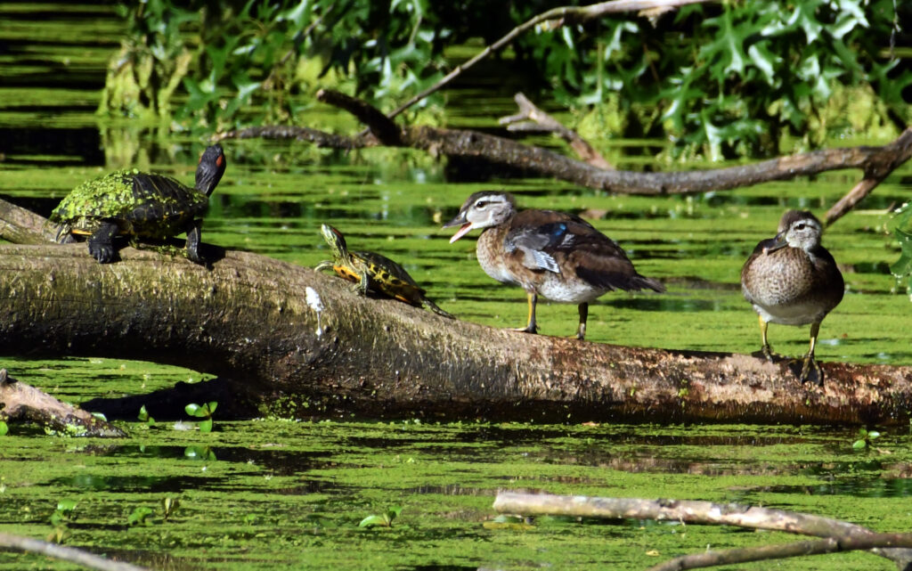 Turtles and wood ducks, Prospect Park