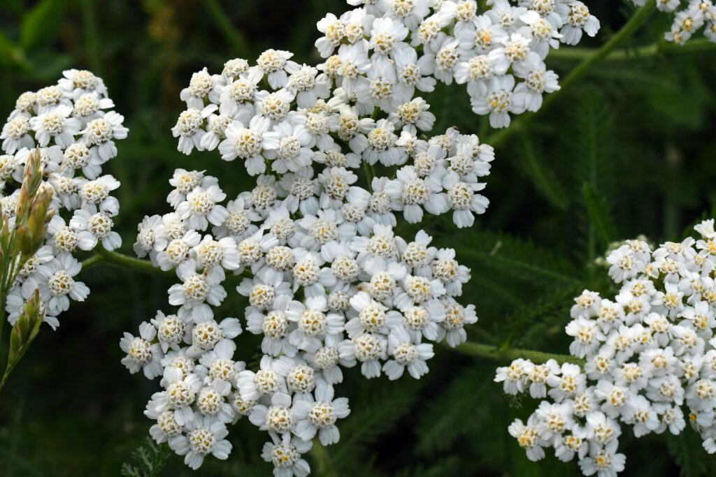 Yarrow, Prospect Park
