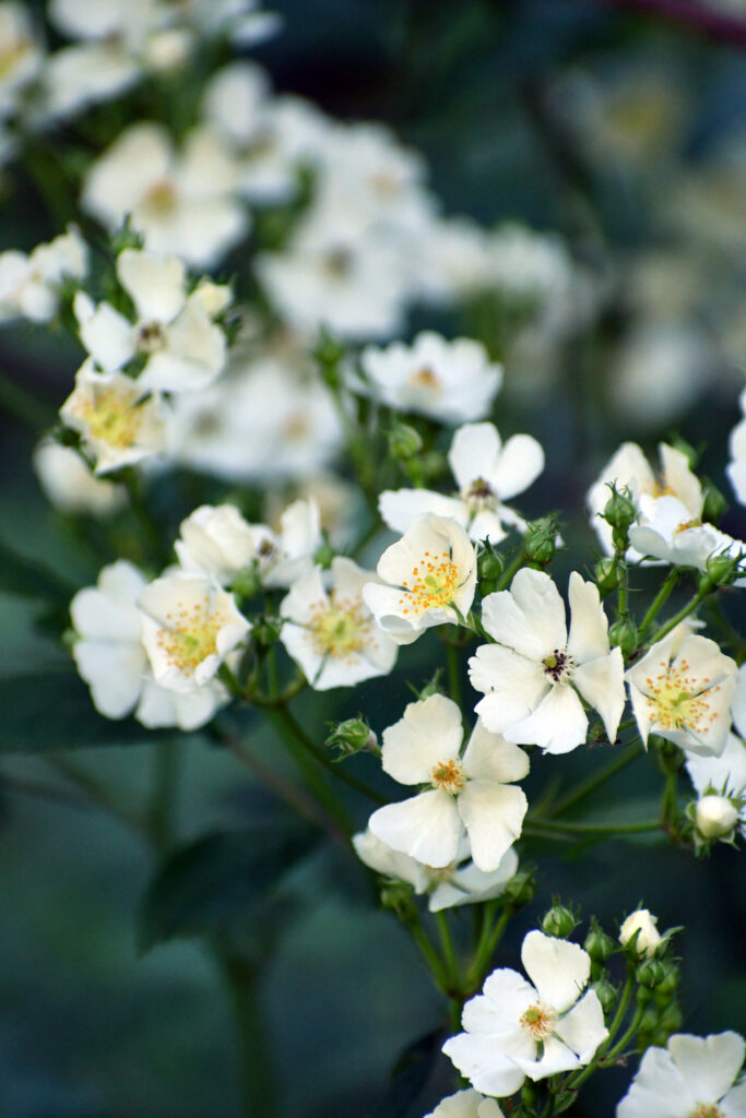 Wild raspberry flowers, Prospect Park