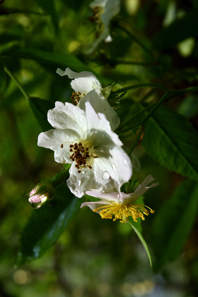 Wild raspberry flowers, Prospect Park