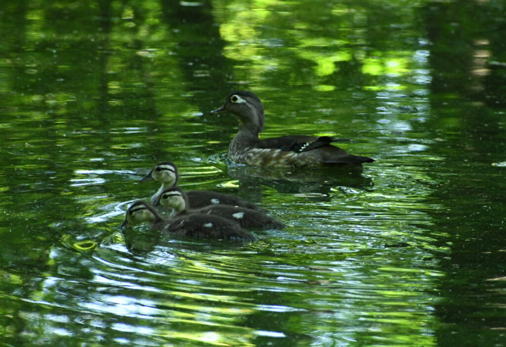 Wood ducks, Prospect Park