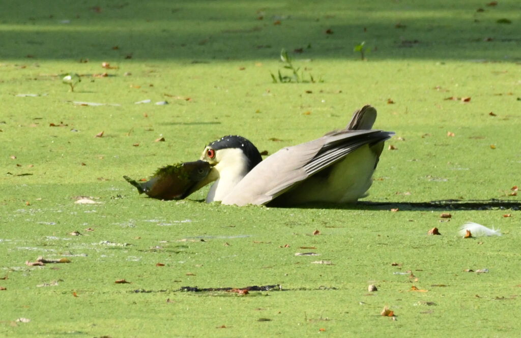 Black-crowned night heron, Prospect Park Black-crowned night heron, Prospect Park