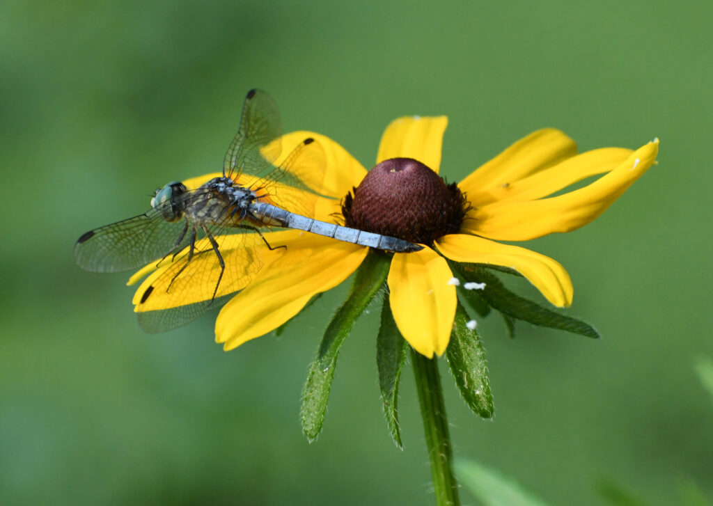 Blue dasher on black-eyed susan, Prosect Park