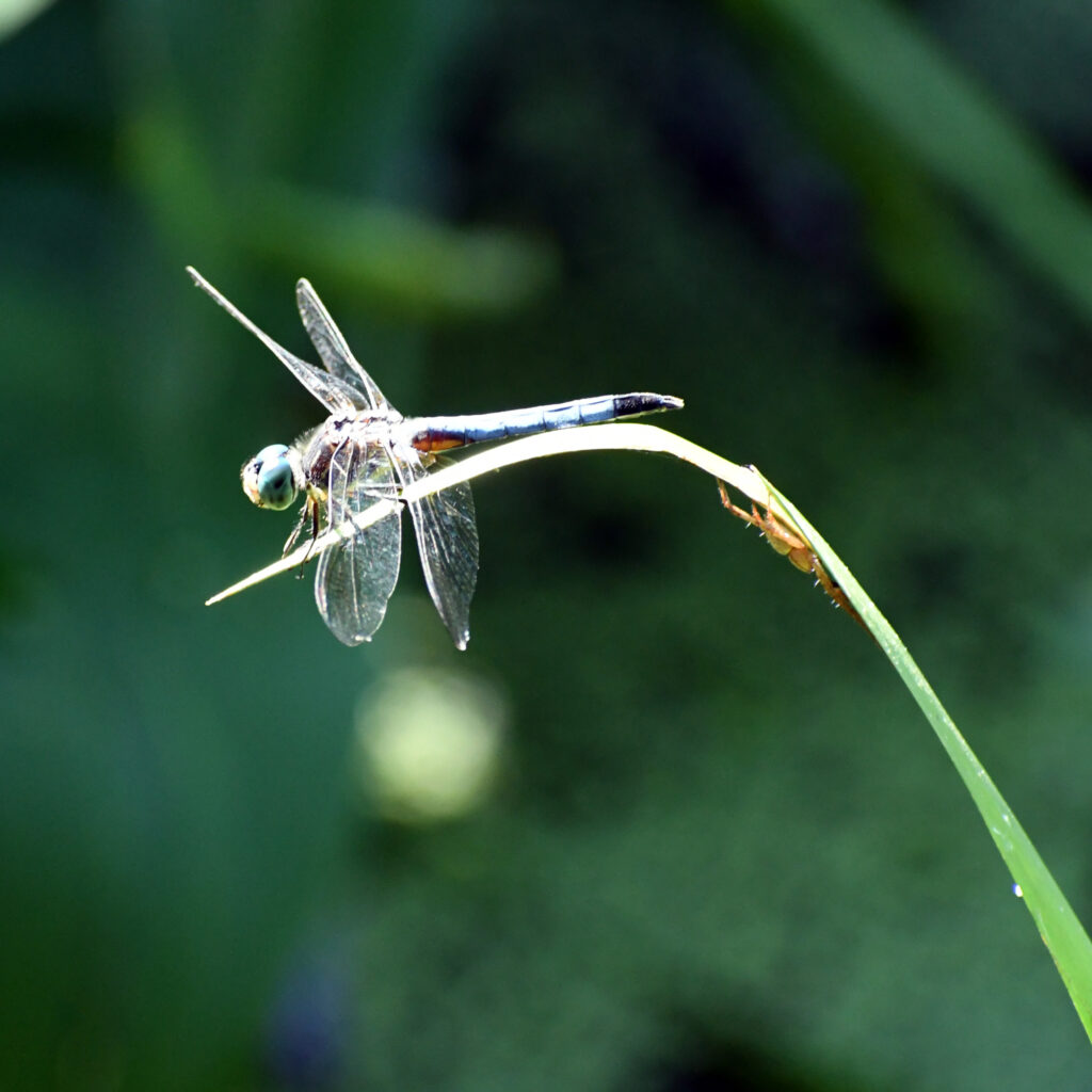 Blue dasher on leaf, Prospect Park