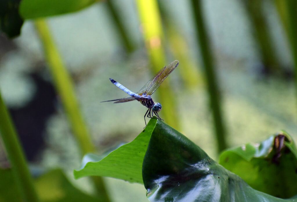 Blue dasher, Prospect Park
