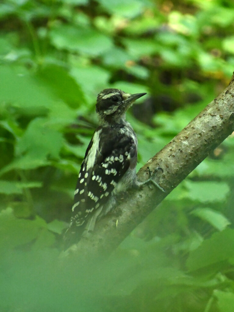 Downy woodpecker, Prospect Park