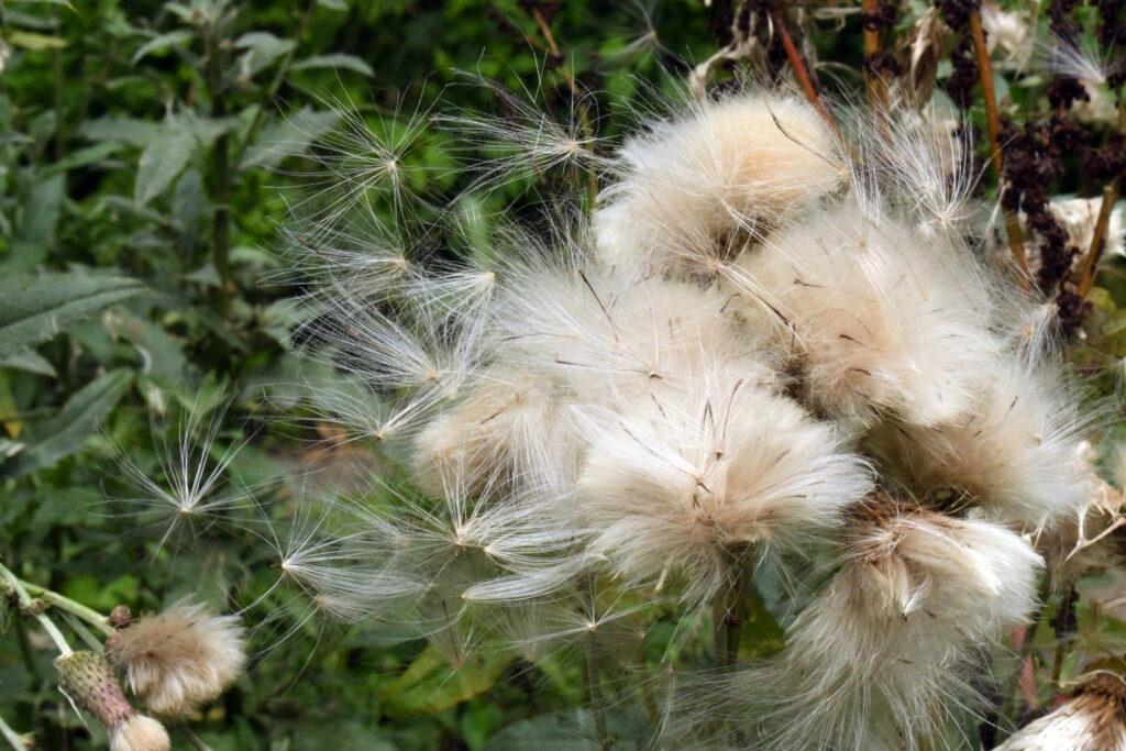 Canada thistle, Prospect Park