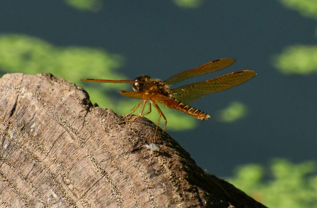 Eastern amberwing, Prospect Park