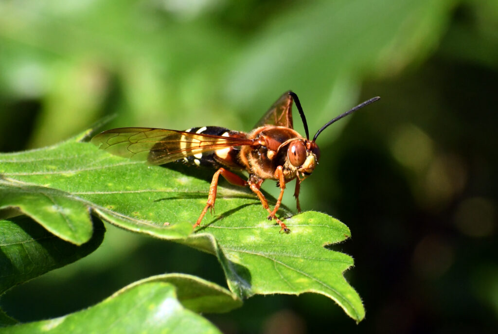 Eastern cicada killer wasp, Prospect Park Eastern cicada killer wasp, Prospect Park