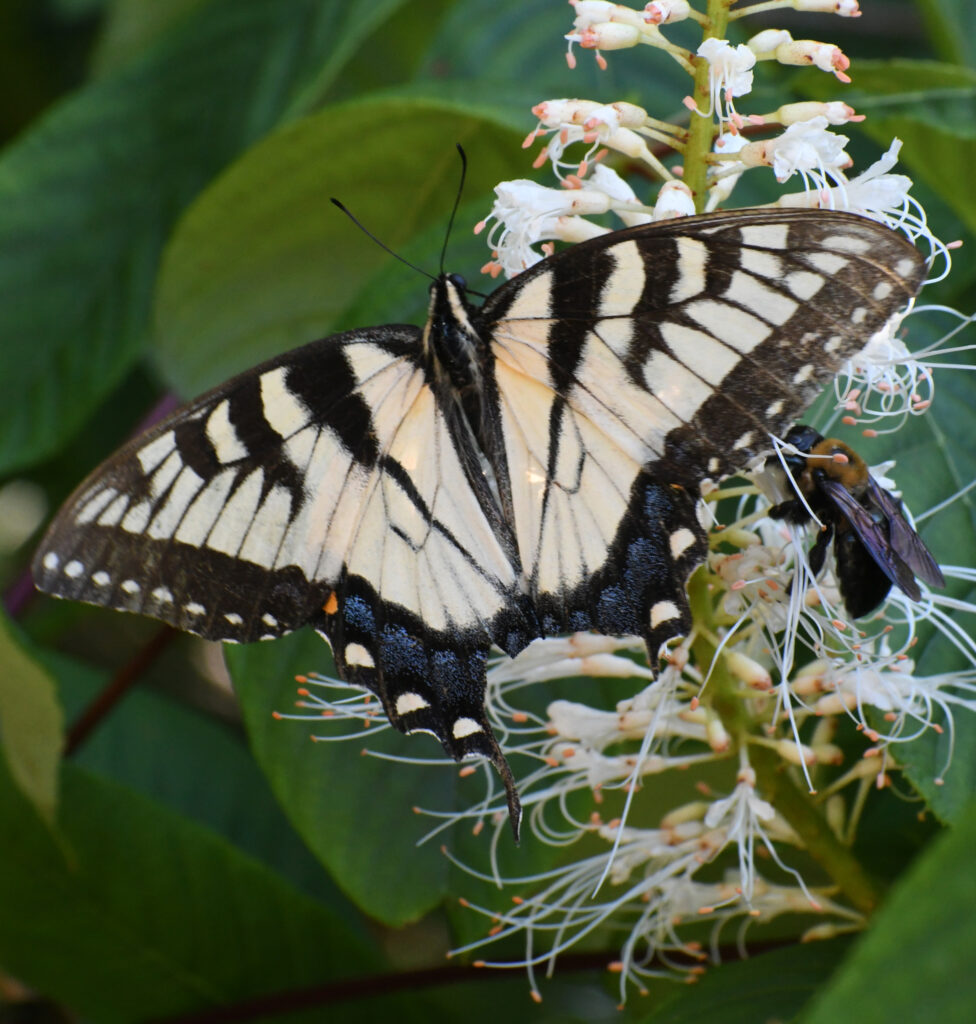 Eastern tiger swallowtail (female), on bottlebrush buckeye (maybe?) flowers, Prospect Park