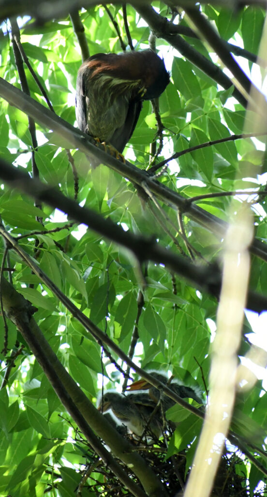 Green heron and chicks, Prospect Park Green heron and chicks, Prospect Park