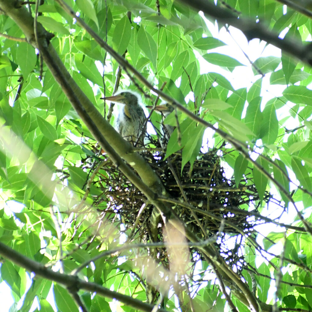 Green heron chicks in nest, Prospect Park Green heron chicks in nest, Prospect Park
