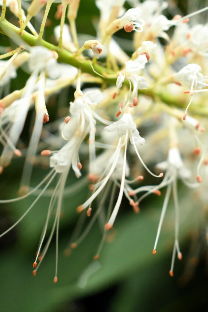 Bottlebrush buckeye (maybe?), Prospect Park