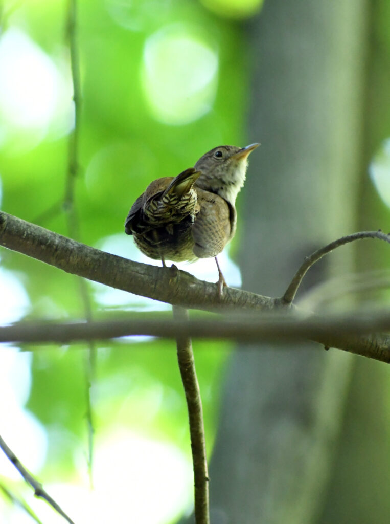 House wren, butt of, Prospect Park House wren, butt of, Prospect Park