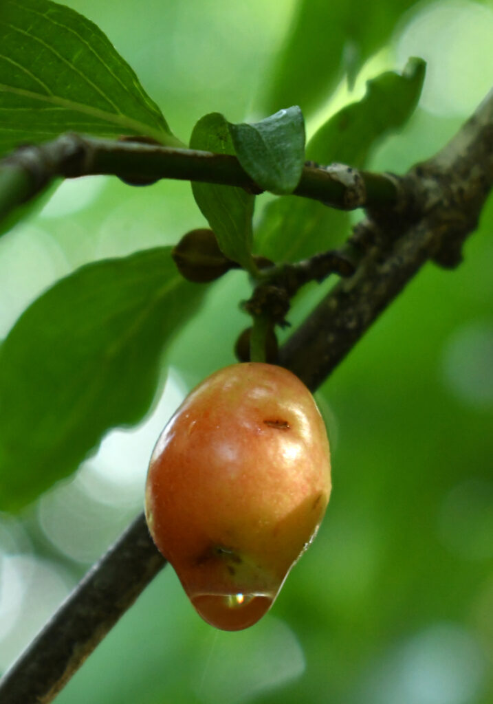 Plum or cherry of some kind?, Prospect Park