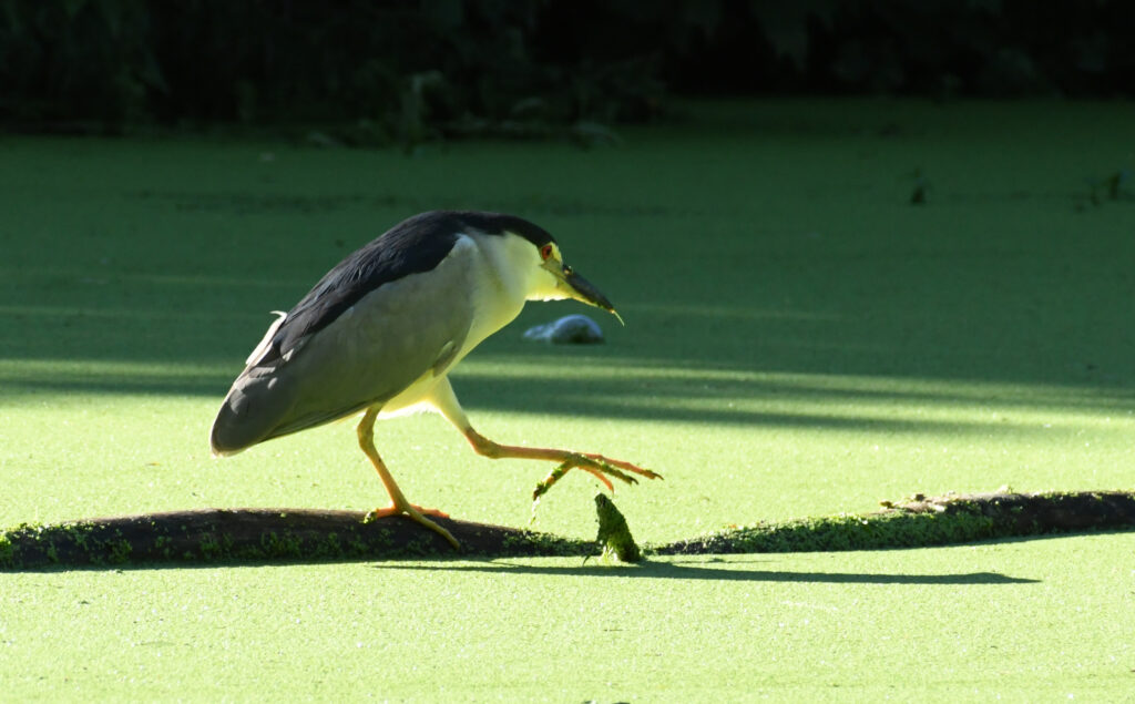 Black-crowned night heron, Prospect Park