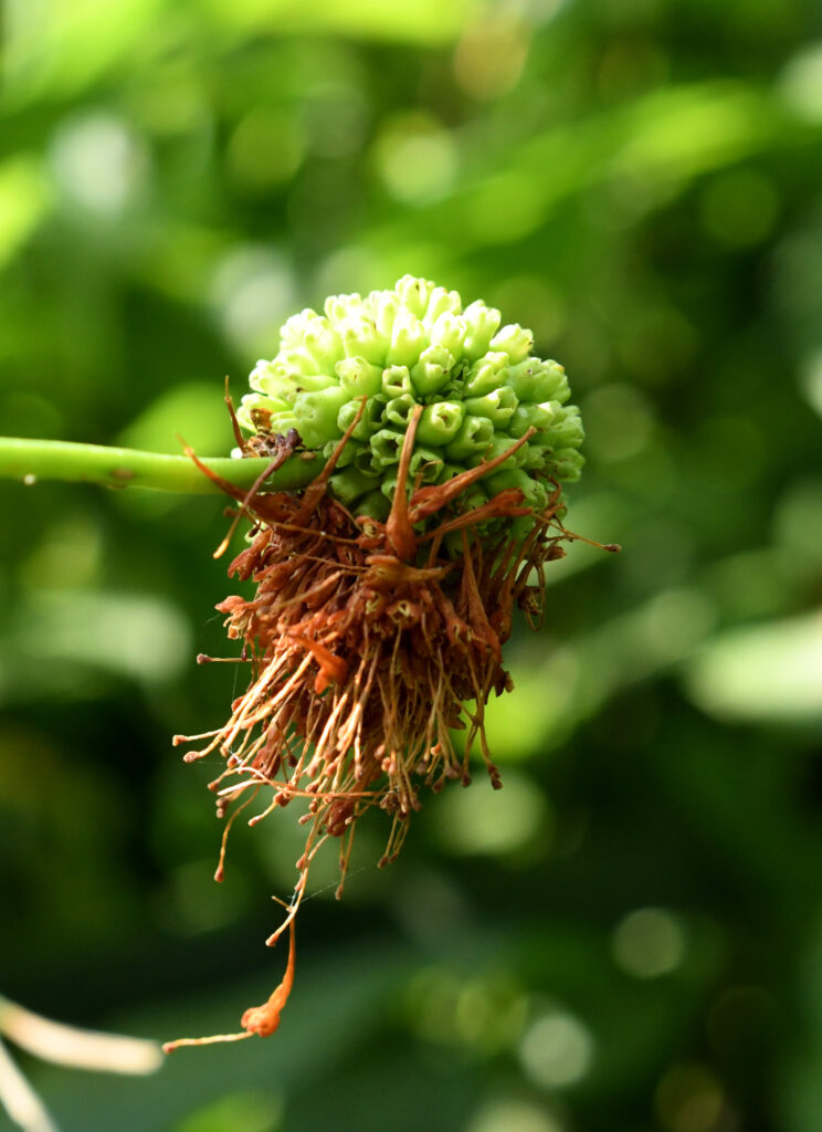 Buttonbush, Prospect Park