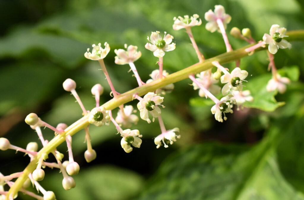 Pokeweed, Prospect Park