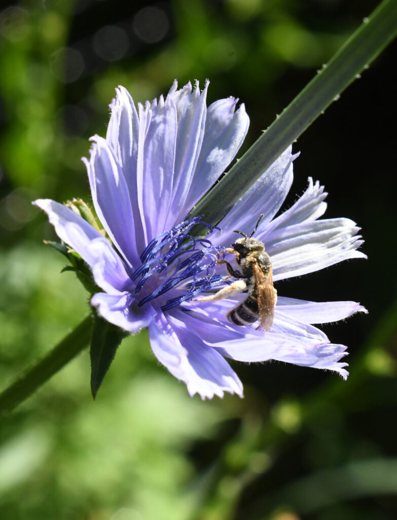 Bee in chicory, Prospect Park